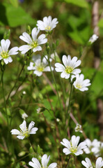 Cerastium arvense grows in the meadow among the grasses