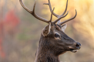 A big bull male elk in the grassy fields feeding during dawn