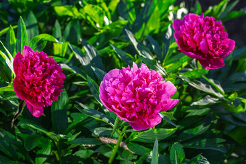 Pfingstrose, Paeonia officinalis, 2025/05/14 © Tim's insects