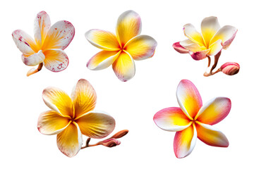Fototapeta premium Assorted Frangipani Flowers on White Background