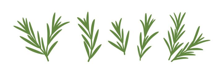 Rosemary branches flat vector isolated on white background, evergreen plant with fragrant leaves, culinary ingredient in traditional mediterranean cuisine, seasoning illustration for cooking, herbs © Vector Gallery
