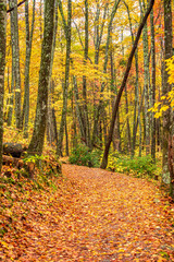 Golden Smoky Mountain fall trail