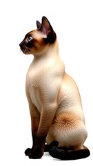 Full Body Transparency Background