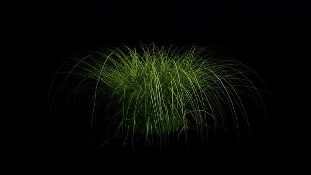 Pampas grass or cortaderia selloana grass gently blowing in the spring wind animation with alpha channel and transparent background