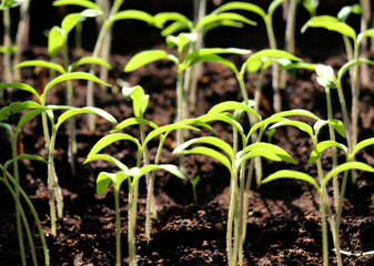 Growing tomato seedlings in organic soil