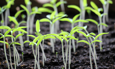 Growing tomato seedlings in organic soil