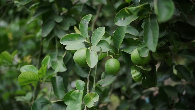 Close-up of fresh green lime fruit hanging on tree branch with blurred foliage background. Ideal for food, agriculture, or nature background