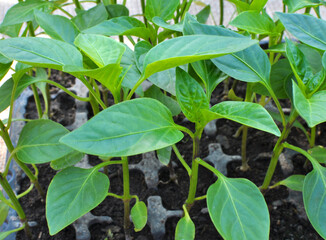 Sweet pepper seedlings are growing