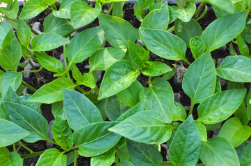 Sweet pepper seedlings are growing