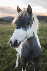 Obraz premium Horse Portrait