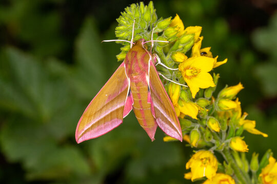 Deilephila elpenor, Mittlerer Weinschw&auml;rmer, DE, Leverkusen, 2025/06/15