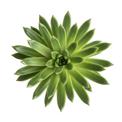 Obraz premium Vibrant succulent plant isolated on transparent background