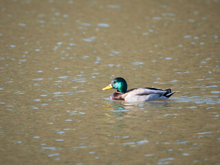 Fototapeta premium Male Mallard Duck on a Lake