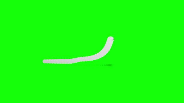Caterpillar Standing Upright and Chewing in Side View Seamless Loop on Green Background