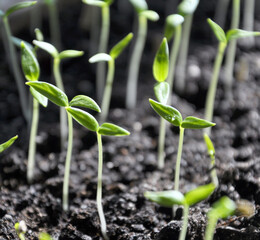 Stairs sweet pepper seedlings