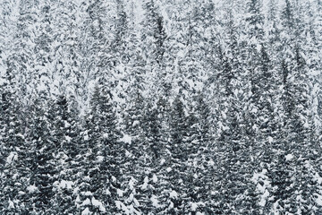 Oksbakklia Hill, part of the Toten&aring;sen Hills, Norway, January 2026.