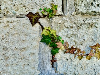 古い壁に這う紅葉したカラフルな蔦の葉