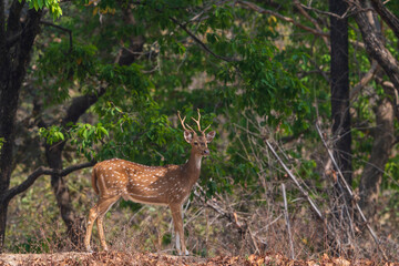 Fototapeta premium Chital (Axis axis)
