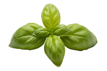 Fresh Basil Leaves green leaves fresh herbs culinary herb isolated on a transparent background