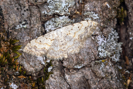 Scopula submutata, FR, Grambois, 2025/07/02
