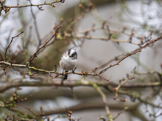 Obraz premium Long Tailed Tit Perched in a Tree