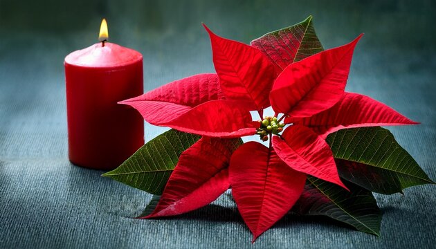 Weihnachtsstern Mit Roter Kerze