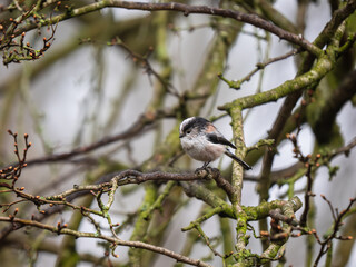 Long tailed tit