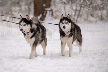 Naklejka premium Women walk their husky dogs in the park in winter.