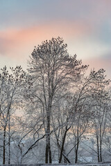 A frosty morning in a snow-covered city park