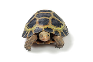 a Indotestudo forstenii turtle isolated on white background, a Baning sulawesi turtle (indotestudo...
