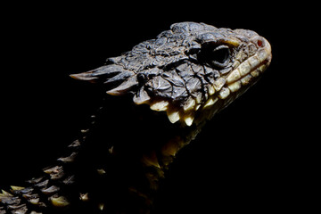 The Sungazer (Smaug giganteus) is a species of lizard from sub-Saharan Africa. a Closeup head The Sungazer isolated on black background