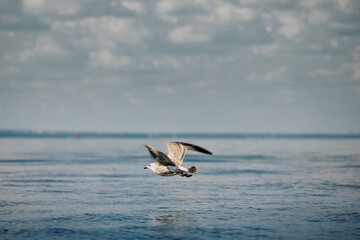 Naklejka premium A seagull flies close to the surface of the water on a clear sunny day