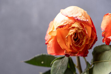 A close-up of a withered rose