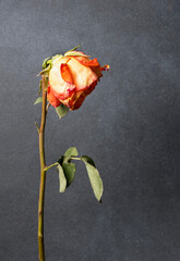 One orange rose with wilted petals on a gray background, space for text