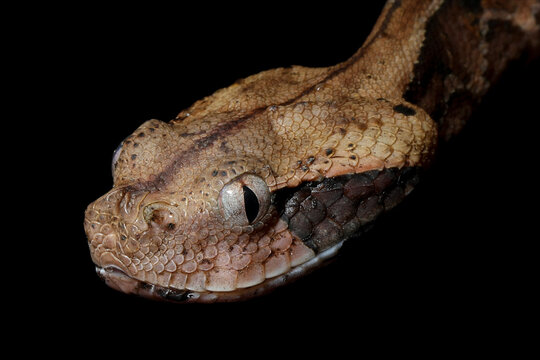 Venomous snake gaboon viper on isolated background, Baby gaboon snake on isolated background, Gaboon viper (Bitis gabonica gabonica) isolated on white background