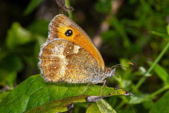 Rotbraunes Ochsenauge, Pyronia tithonus, DE, RLP, Kobern-Gondorf, 2025/08/06