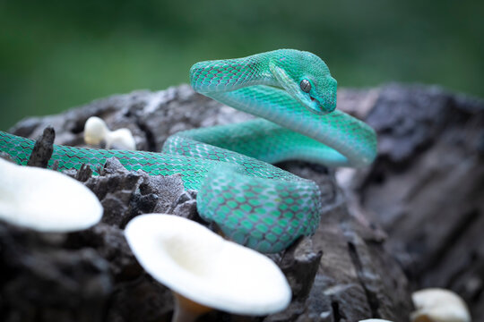 Close-up of a Blue viper snake coiled around a branch, Viper blue insularis staying on the branch waiting for the prey, Trimeresurus insularis Indonesia's pit vipers closeup on branch