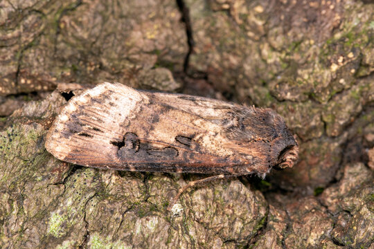 Ypsiloneule,  Agrotis ipsilon, DE, Leverkusen, 2025/08/11