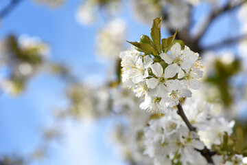 Obraz premium Prunus avium. White oriental cherry. white spring flowers on the tree, in the garden. cherry blossoms. natural background. idea of the spring awakening. close-up. flowering season. selective focus
