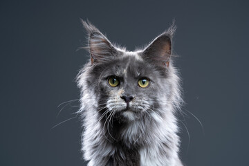 blue tortie smoke maine coon cat head shot portrait on blue-gray background with blank copy space