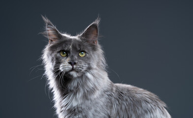 blue tortie smoke maine coon cat  portrait on blue-gray background with blank copy space