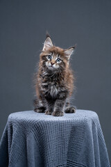 black tabby maine coon kitten sitting on stool covered with blanket looking at camera on gray-blue background