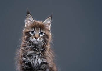 black tabby maine coon kitten looking at camera on gray-blue background with empty copy space on the cat's right side