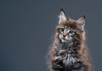 black tabby maine coon kitten looking to the side at empty copy space left to the cat on gray background
