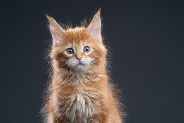 fluffy ginger maine coon kitten looking at camera on gray background