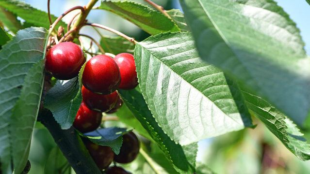 The fresh dark red cherries hanging on the tree at orchard, Selective focus of ripe prunus avium, Sweet cherry is ready to harvest or picking late spring or early summer, Health benefits of berries.