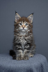 black tabby maine coon kitten looking at camera on gray background with copy space