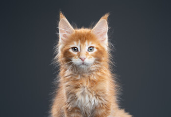 fluffy ginger maine coon kitten looking at camera on gray background
