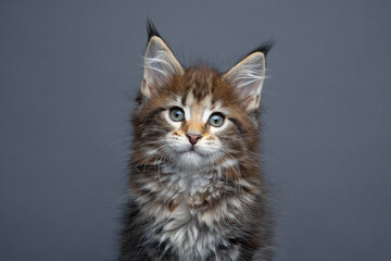 black tabby maine coon kitten looking at camera on gray background with copy space