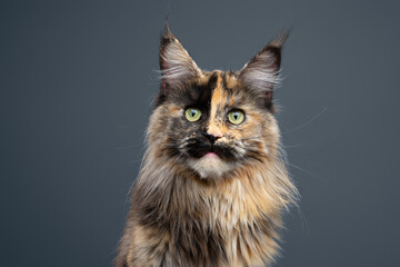 calico maine coon cat headshot on gray background